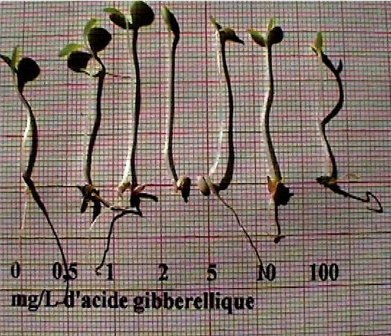 kit-germination-laitues