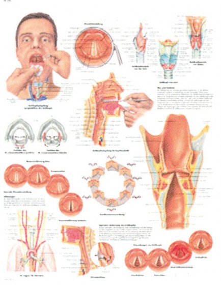 larynx