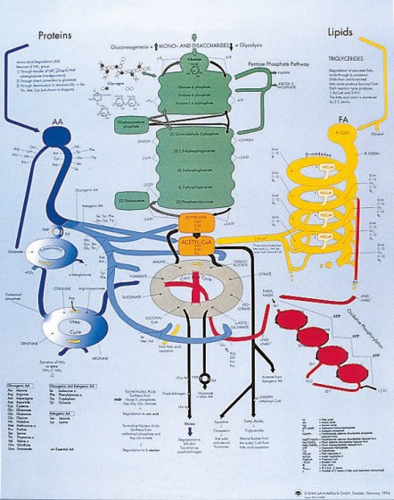 metabolisme