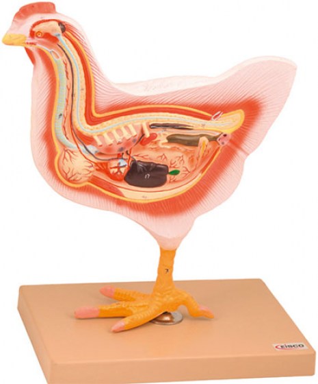 modele-dissection-poule-eco