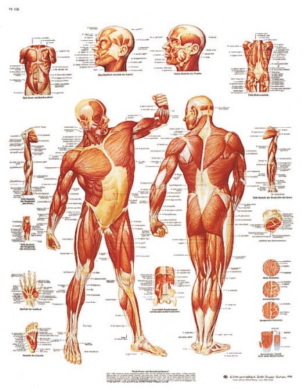 musculature