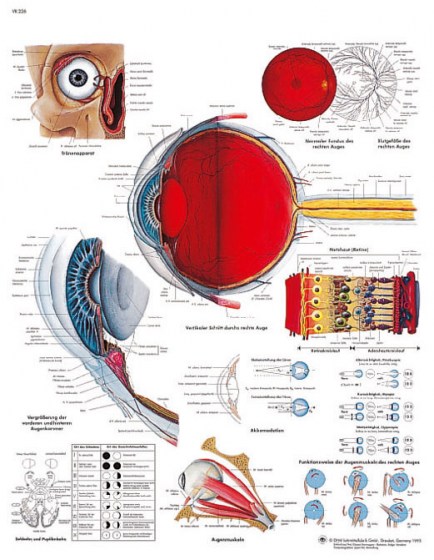 oeil2