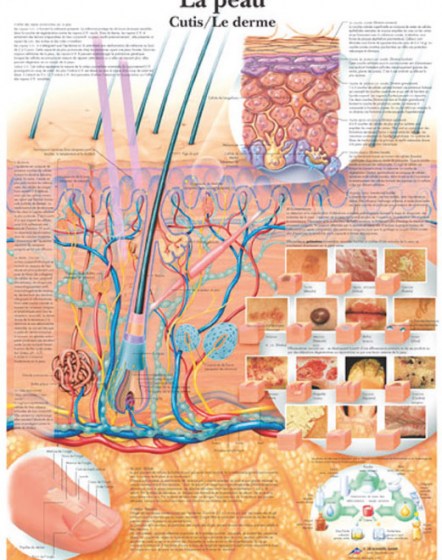 peau-et-derme