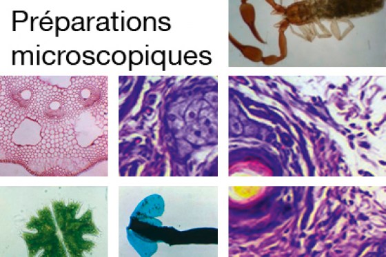 preparations-microscopiques188