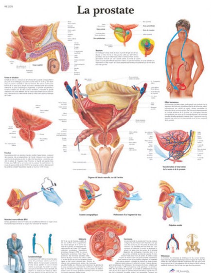 prostate